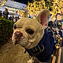 big_eyes, bokeh, candid, close_up, collar, dog, ears, festive, french_bulldog, holiday_lights, leash, night, outdoor, pavement, pet, portrait, street, urban, walking, wrinkles