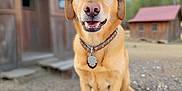 Cinnamon is registered to the contest to win money with this photo: animal, brown, canine, collar, cowboy_hat, dog, fence, golden_dog, happy, hat, nature, outdoor, pet, portrait, rural, rustic, sky, smiling, tree, wooden_porch