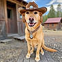 dog, golden_dog, cowboy_hat, outdoor, portrait, happy, canine, animal, wooden_porch, rustic, rural, nature, smiling, collar, pet, brown, hat, fence, tree, sky