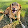 dog, golden_retriever, smiling, grass, outdoor, pet, collar, tag, sunlight, happy, animal, nature, canine, fur, tongue, ears, lying_down, shadow, muzzle, daytime