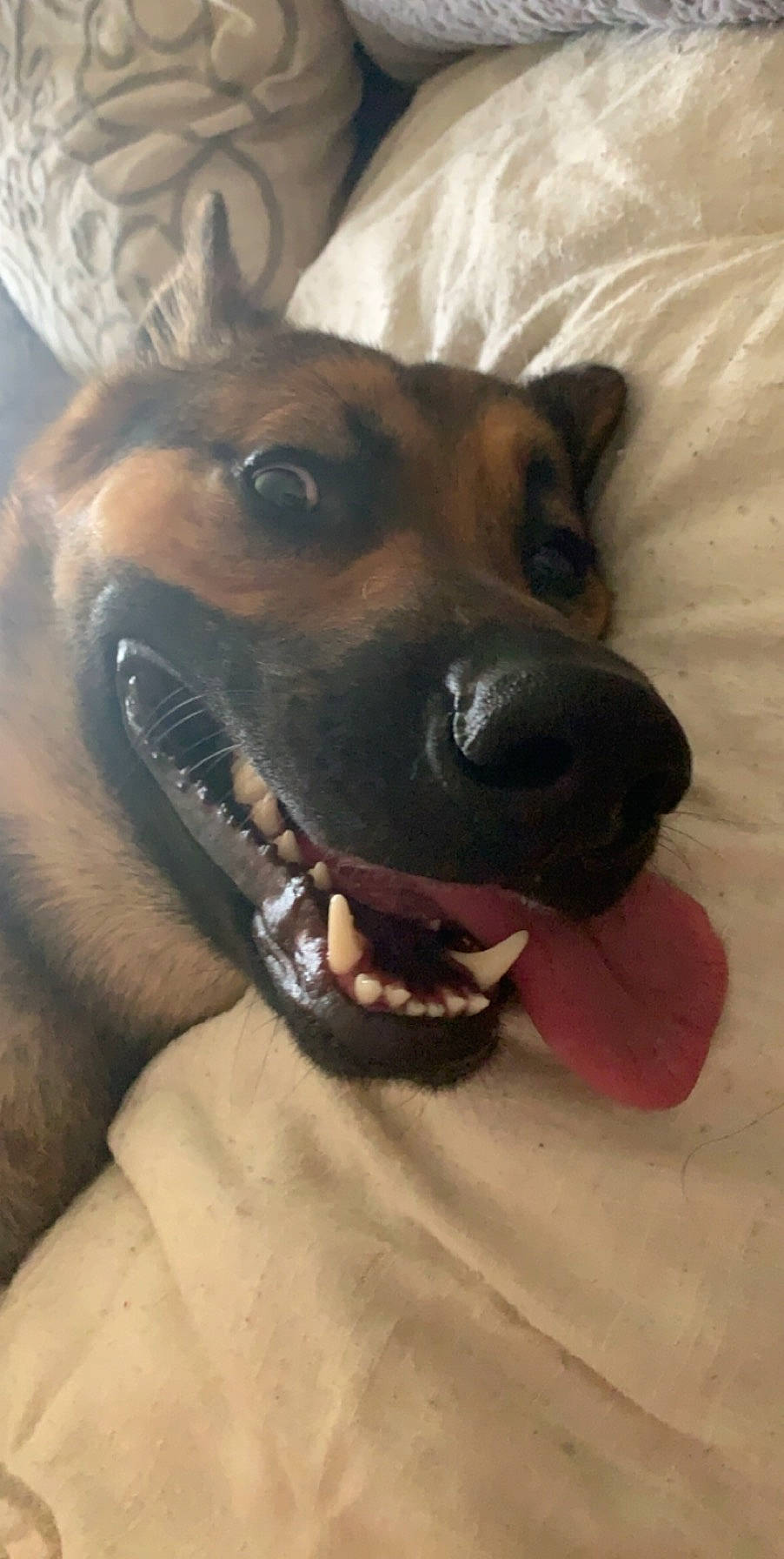 Titan is registered to the contest to win money with this photo: canidae, carnivore, dog, dog_breed, fawn, head, mammal, nose, potcake_dog, snout, whiskers