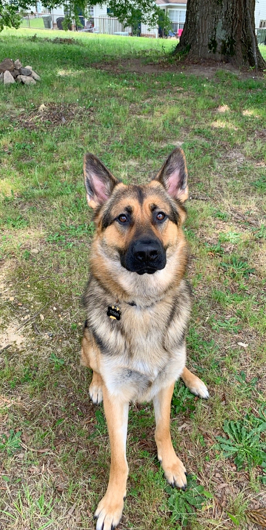 Titan is registered to the contest to win money with this photo: belgian_shepherd_malinois, canidae, carnivore, czechoslovakian_wolfdog, dog, dog_breed, east_european_shepherd, german_shepherd_dog, king_shepherd, kunming_wolfdog, mammal, norwegian_elkhound, old_german_shepherd_dog, police_dog, rare_breed_dog, shiloh_shepherd_dog, snout, vertebrate, wolfdog, working_dog