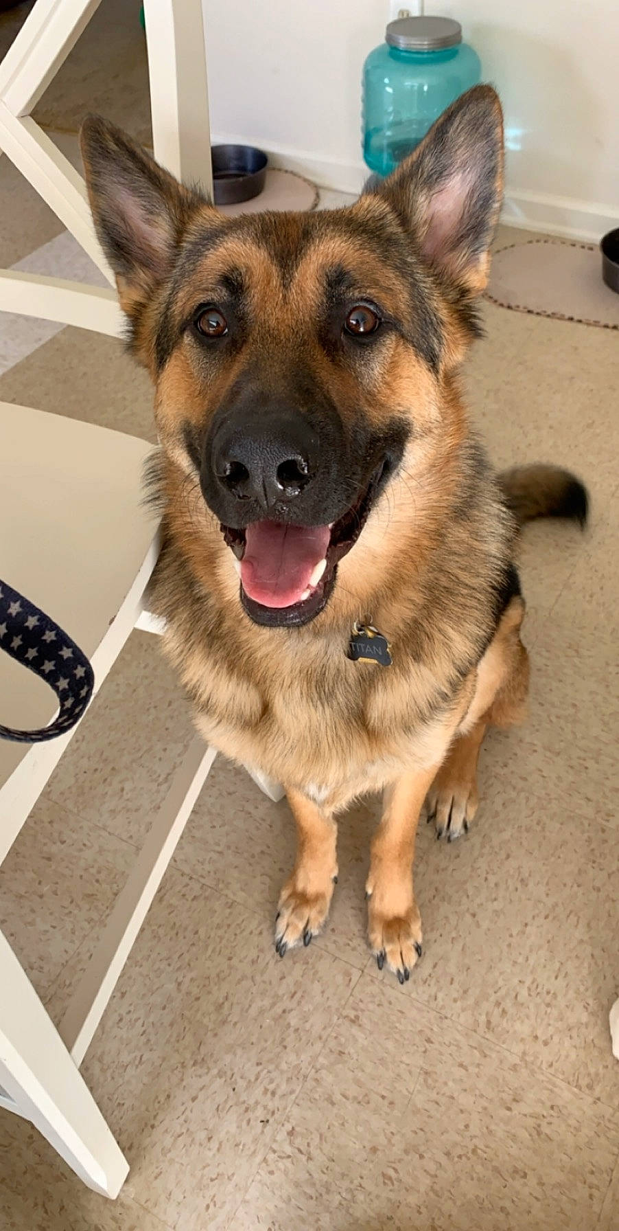 Titan joined the competition — help win amazing prizes! canidae, carnivore, dog, dog_breed, ear, east_european_shepherd, eye, fawn, german_shepherd_dog, king_shepherd, kunming_wolfdog, mammal, nose, old_german_shepherd_dog, police_dog, rare_breed_dog, shiloh_shepherd_dog, snout, vertebrate, working_dog