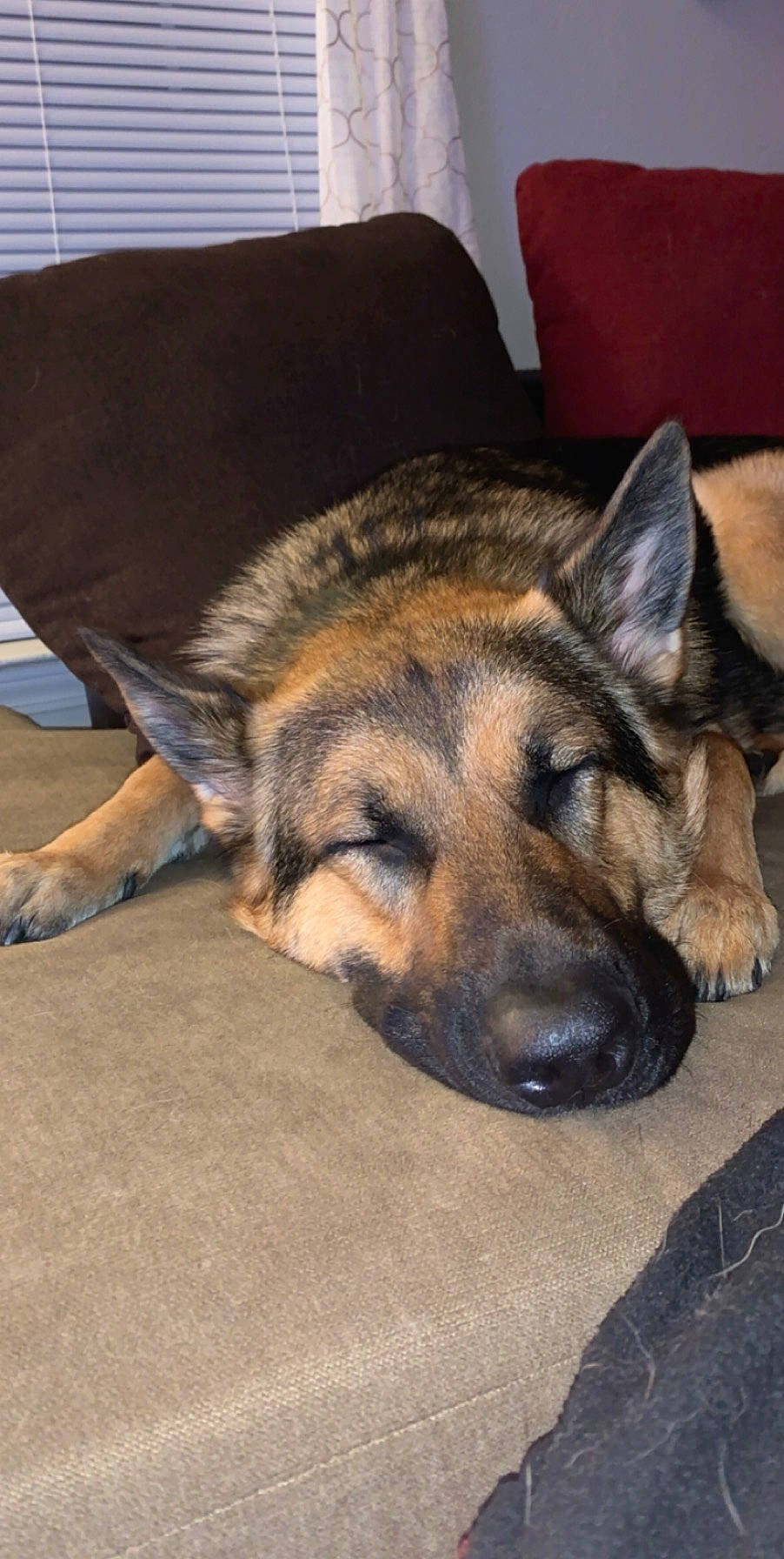 Titan is registered to the contest to win money with this photo: canidae, carnivore, dog, dog_breed, ear, east_european_shepherd, fawn, german_shepherd_dog, king_shepherd, kunming_wolfdog, mammal, old_german_shepherd_dog, shiloh_shepherd_dog, snout, vertebrate, working_dog