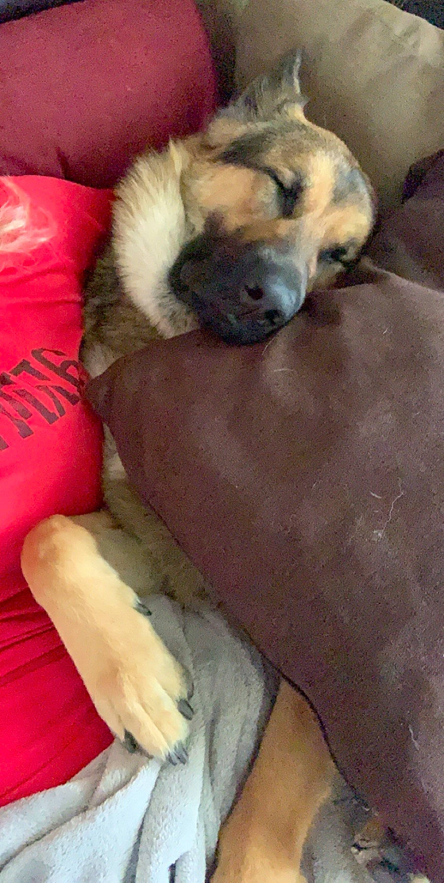 Titan joined the competition — help win amazing prizes! canidae, carnivore, companion_dog, dog, dog_breed, fawn, nap, puppy, puppy_love, snout