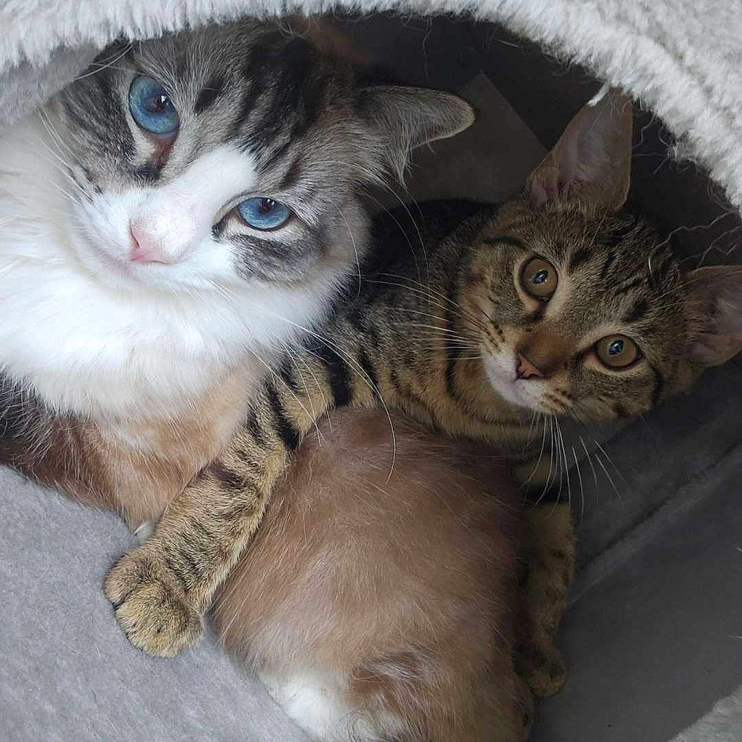 Charlie Baby is registered to the contest to win money with this photo: abyssinian, animal, architecture, blanket, building, cat, couch, den, egyptiancat, furniture, indoors, kitten, manx, ocelot, outdoors, person, pet, shelter, siamese, sleeping