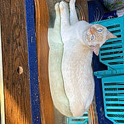 Topo Gigio is registered to the contest to win money with this photo: abyssinian, animal, archaeology, architecture, box, building, cat, closet, crate, cupboard, drawer, furniture, hardwood, kitten, manx, pet, plywood, shelf, siamese, wood