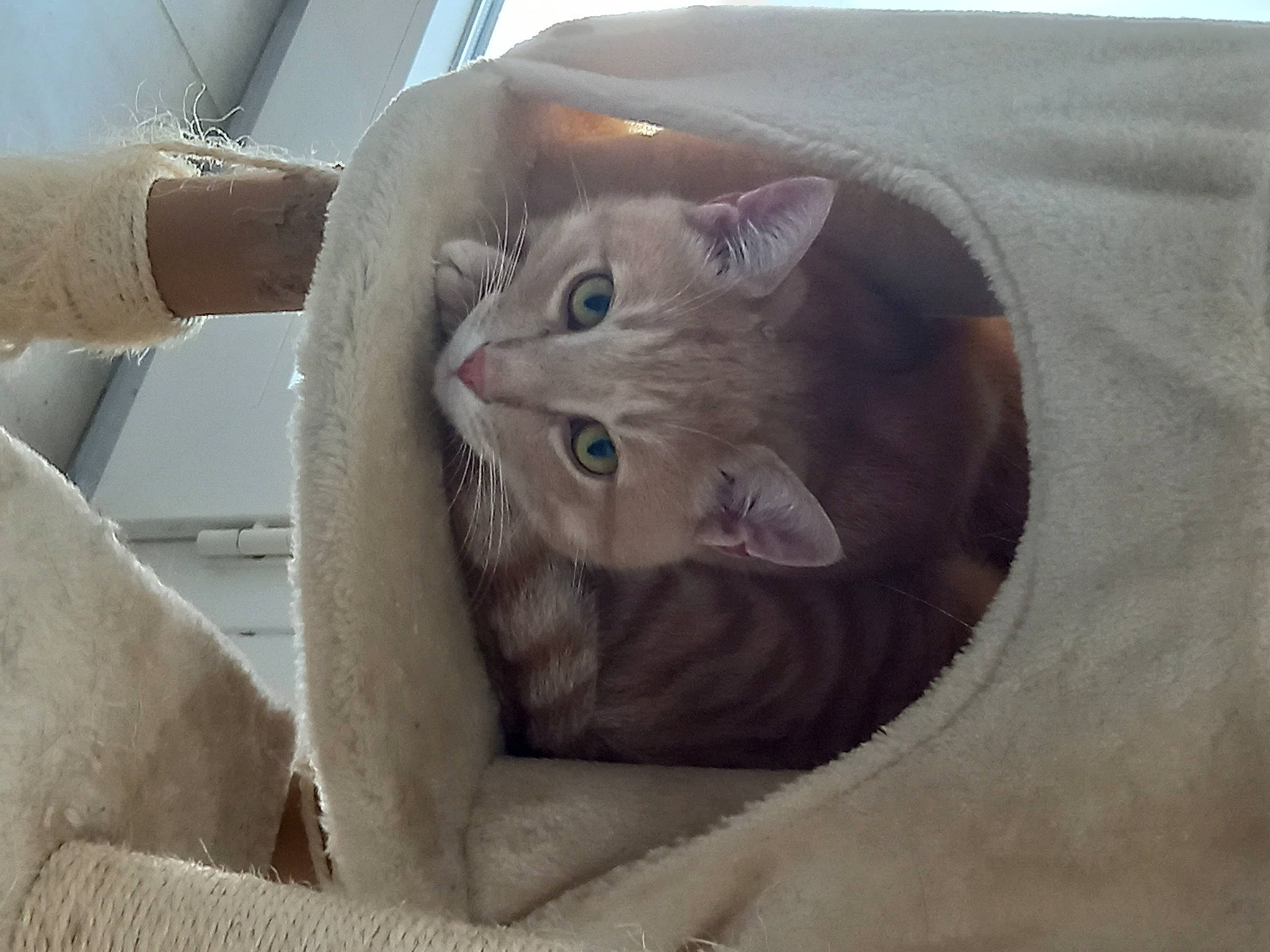 Crème a rejoint le concours — aidez-le/la à gagner de superbes lots ! box, cardboard, carnivore, cat, cat_bed, comfort, couch, domestic_short_haired_cat, fawn, felidae, fur, gesture, grey, paper_bag, paw, shipping_box, small_to_medium_sized_cats, snout, whiskers, window