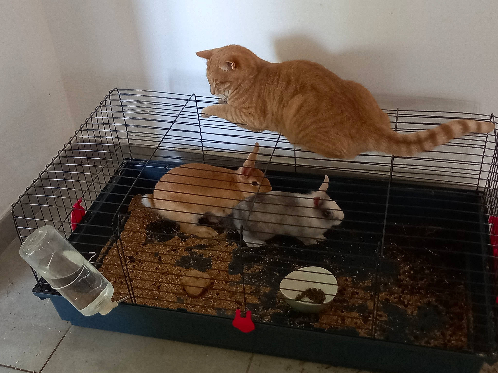 Crème a rejoint le concours — aidez-le/la à gagner de superbes lots ! animal_shelter, cage, carnivore, cat, cat_supply, cooking, dog_supply, domestic_short_haired_cat, fawn, felidae, flooring, fur, gas, kennel, pet_supply, small_to_medium_sized_cats, tail, vertebrate, whiskers, wood