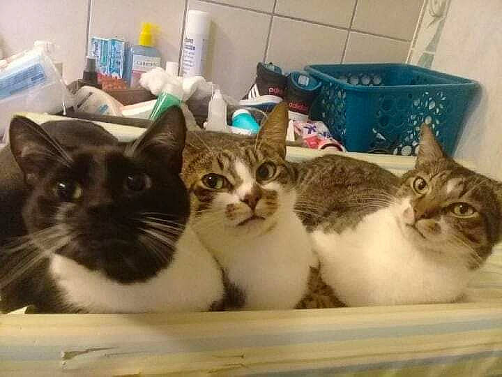 Félix participe au concours pour gagner de l'argent avec cette photo : animal_shelter, box, cardboard, carnivore, cat, cat_furniture, cat_supply, domestic_short_haired_cat, felidae, fur, packaging_and_labeling, paw, pet_supply, porcelain, room, small_to_medium_sized_cats, snout, whiskers