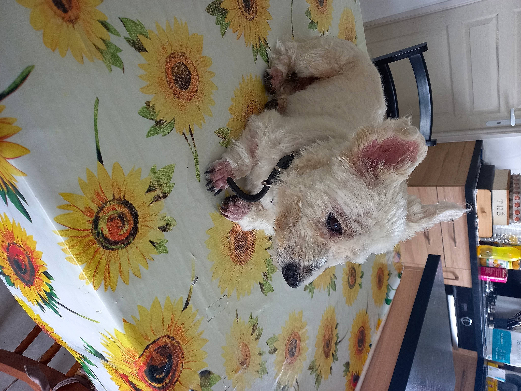 Hercule a rejoint le concours — aidez-le/la à gagner de superbes lots ! carnivore, companion_dog, event, fawn, felidae, floral_design, flower, fur, kitchen_appliance, linens, pattern, pedicel, petal, plant, room, small_to_medium_sized_cats, stuffed_toy, toy, whiskers, wildflower