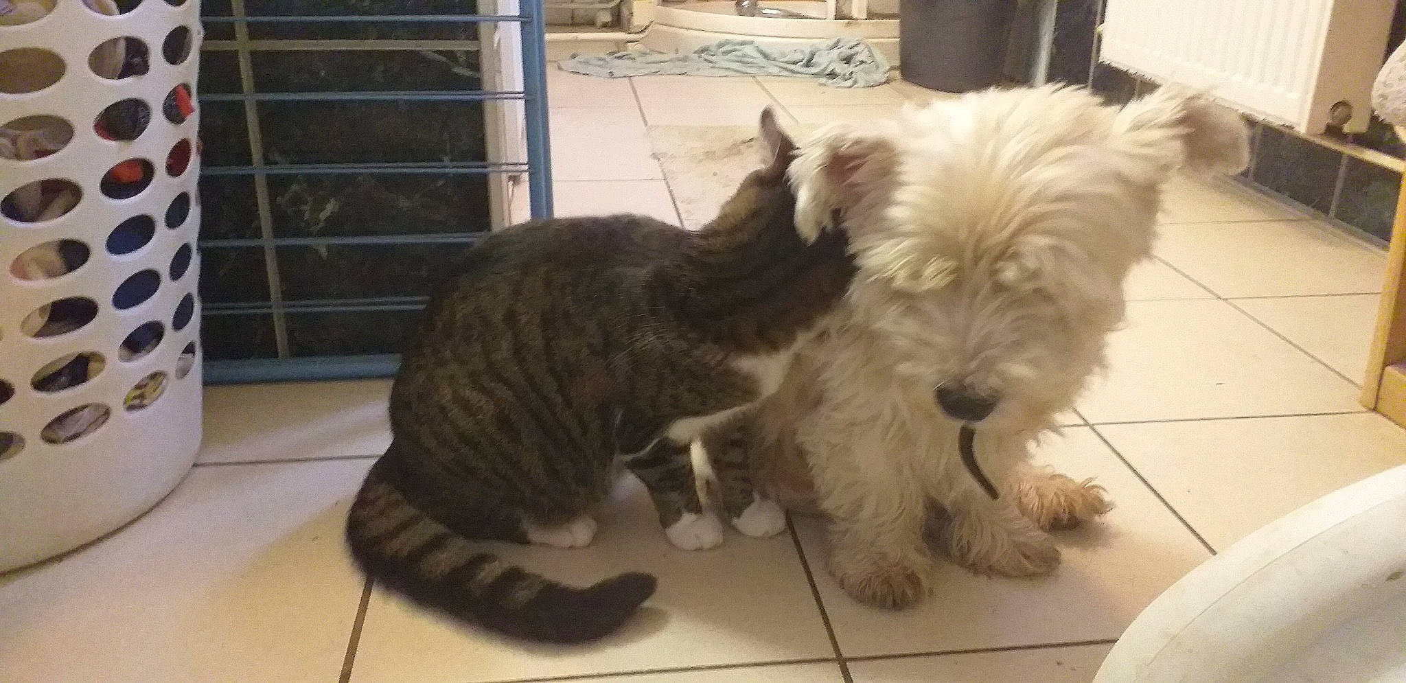 Hercule a rejoint le concours — aidez-le/la à gagner de superbes lots ! cairn_terrier, canidae, carnivore, companion_dog, dog, dog_breed, glen_of_imaal_terrier, mammal, miniature_schnauzer, old_english_sheepdog, puppy, rare_breed_dog, schnauzer, scottish_terrier, small_terrier, sporting_lucas_terrier, terrier, tibetan_terrier, vertebrate, west_highland_white_terrier