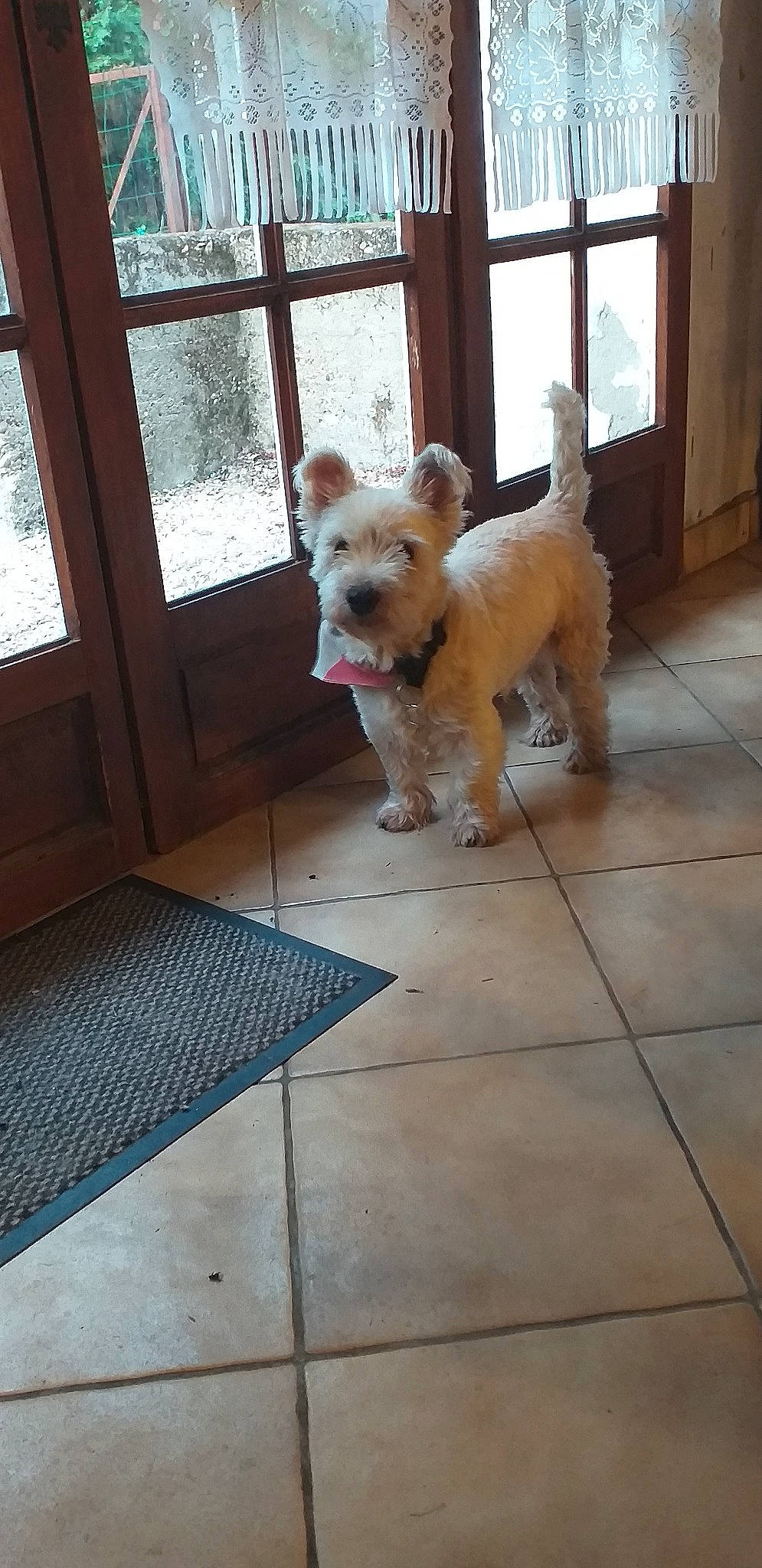 Hercule participe au concours pour gagner de l'argent avec cette photo : cairn_terrier, canidae, carnivore, companion_dog, dog, dog_breed, fawn, glen_of_imaal_terrier, irish_soft_coated_wheaten_terrier, mammal, morkie, norwich_terrier, puppy, rare_breed_dog, schnoodle, small_terrier, sporting_lucas_terrier, terrier, toy_dog, west_highland_white_terrier