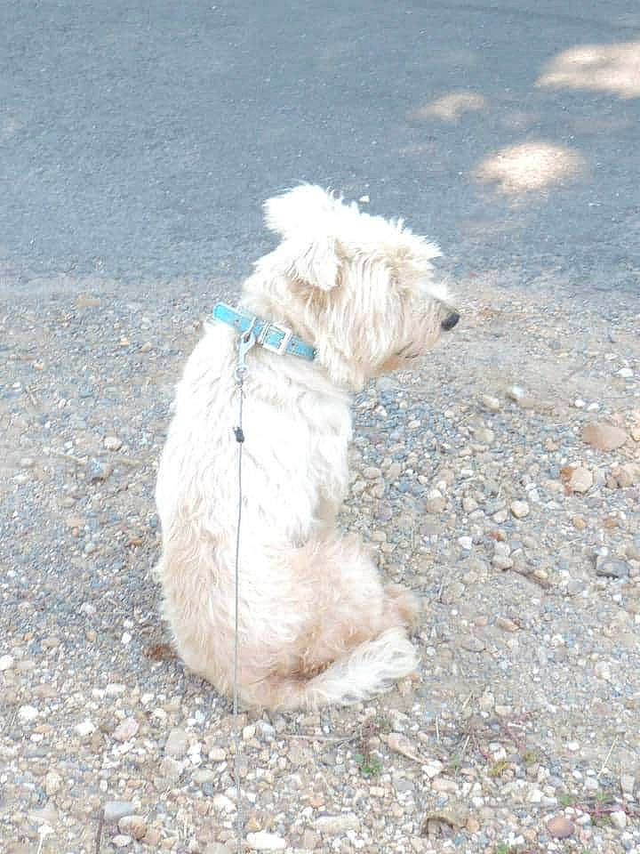 Hercule participe au concours pour gagner de l'argent avec cette photo : canidae, carnivore, companion_dog, dog, dog_breed, dutch_smoushond, glen_of_imaal_terrier, maltese, mammal, non_sporting_group, poodle_crossbreed, rare_breed_dog, schnoodle, sealyham_terrier, small_terrier, sporting_group, sporting_lucas_terrier, terrier, toy_dog, west_highland_white_terrier