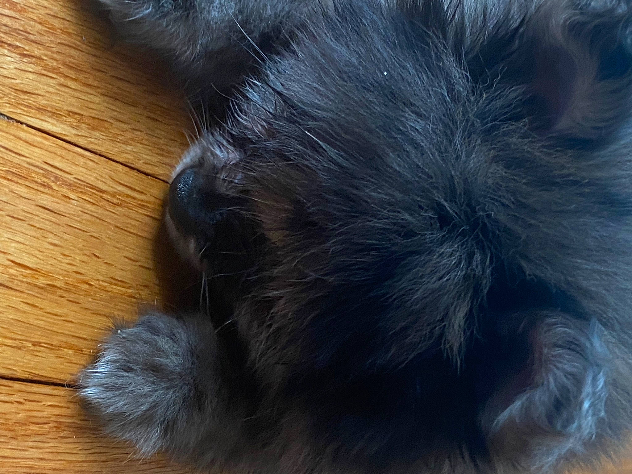 King is registered to the contest to win money with this photo: canidae, carnivore, cat, claw, comfort, dog_breed, electric_blue, felidae, foot, fur, hardwood, paw, small_to_medium_sized_cats, sporting_group, tail, terrestrial_animal, varnish, whiskers, wood, wood_stain