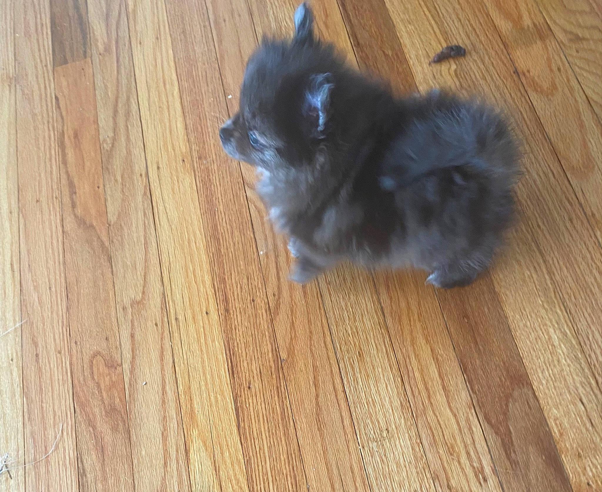 King is registered to the contest to win money with this photo: carnivore, cat, companion_dog, dog_breed, fawn, felidae, floor, flooring, hardwood, laminate_flooring, paw, small_to_medium_sized_cats, snout, sporting_group, tail, terrestrial_animal, varnish, whiskers, wood, wood_stain