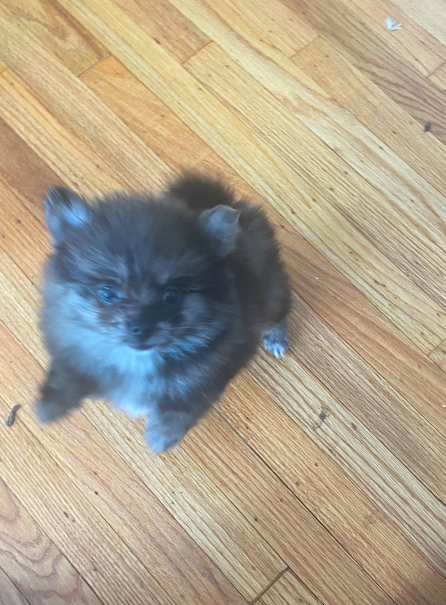 King is registered to the contest to win money with this photo: carnivore, cat, electric_blue, fawn, felidae, floor, flooring, fur, hardwood, laminate_flooring, plank, small_to_medium_sized_cats, snout, tail, terrestrial_animal, varnish, whiskers, wood, wood_flooring, wood_stain