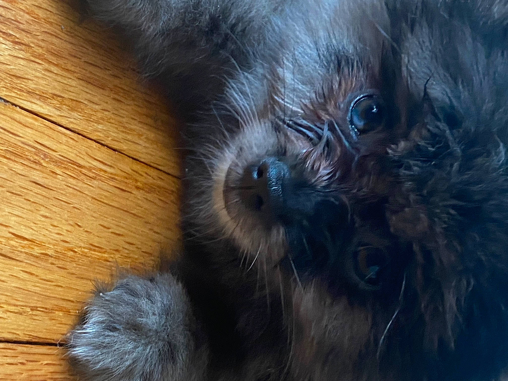 King joined the competition — help win amazing prizes! canidae, carnivore, companion_dog, dog, dog_breed, electric_blue, fawn, fur, hardwood, liver, small_terrier, snout, sporting_group, terrestrial_animal, terrier, toy_dog, varnish, whiskers, wood, working_animal