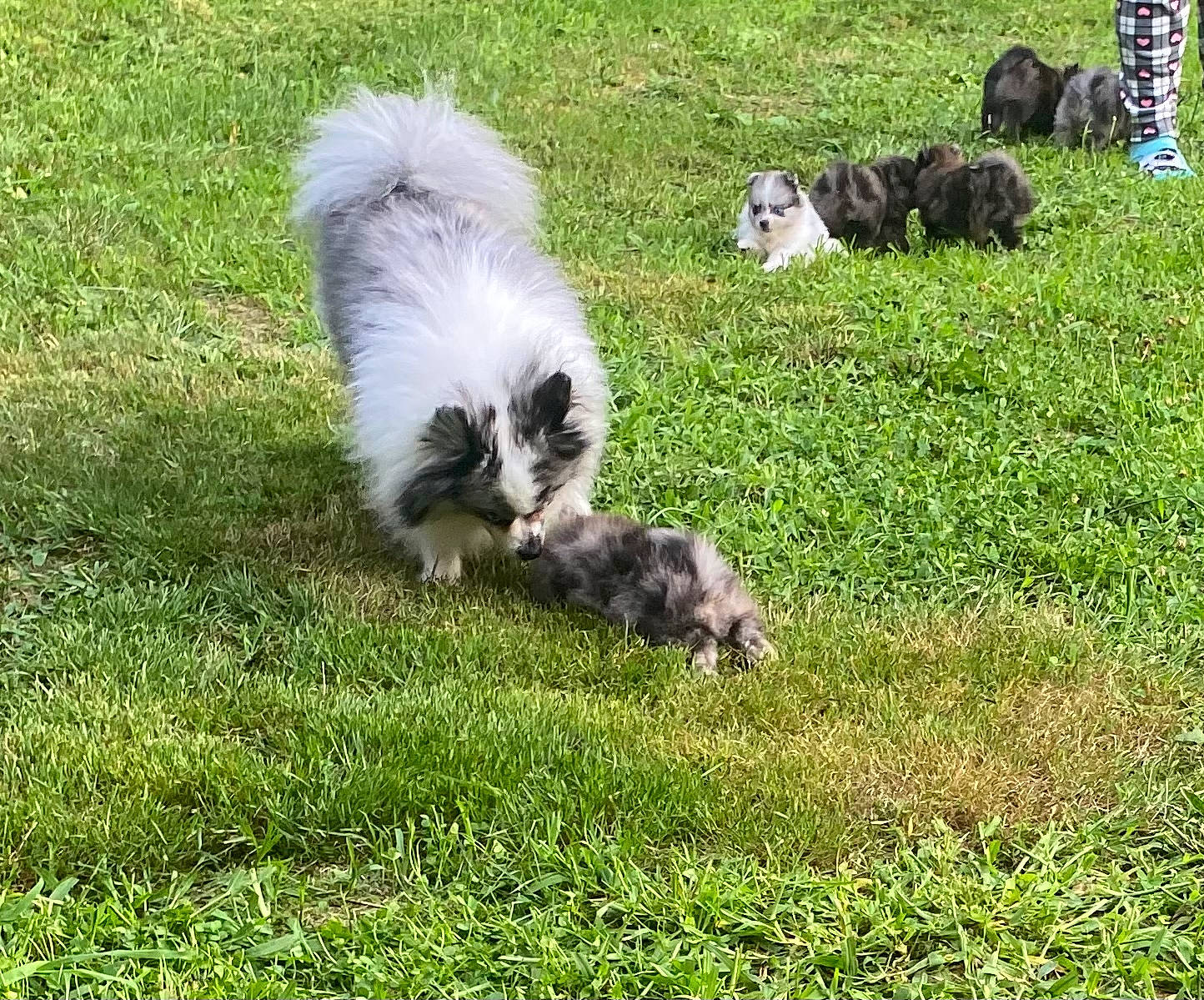 Cash is registered to the contest to win money with this photo: canidae, carnivore, companion_dog, dog, dog_breed, fur, grass, grassland, groundcover, herding_dog, non_sporting_group, pasture, plant, puppy, sporting_group, tail, terrestrial_animal, terrier, toy_dog, working_animal