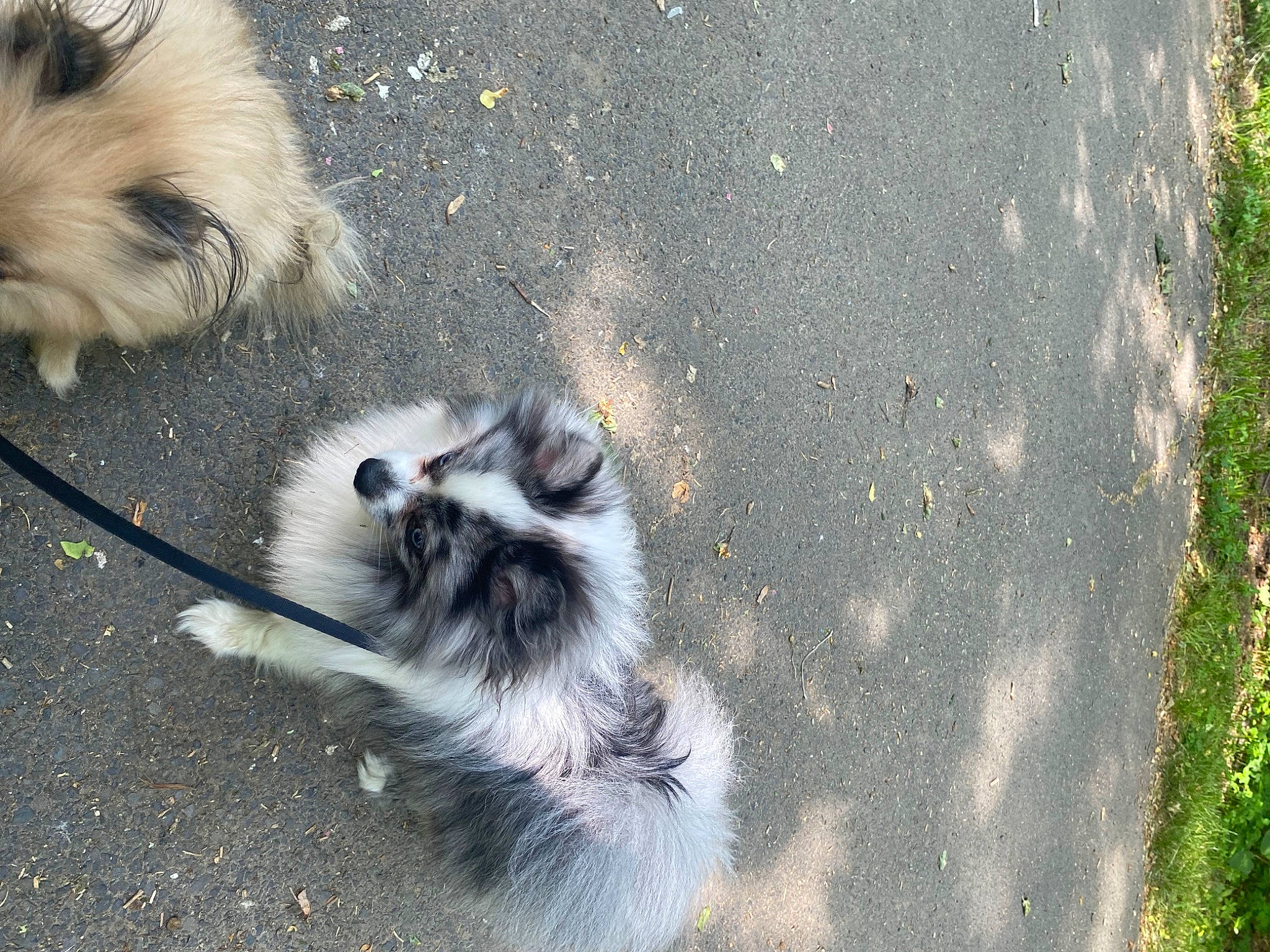 Cash joined the competition — help win amazing prizes! asphalt, canidae, carnivore, companion_dog, dog, dog_breed, fawn, fur, german_spitz, german_spitz_klein, grass, road_surface, snout, sporting_group, tail, tar, terrestrial_animal, toy_dog, whiskers, working_animal