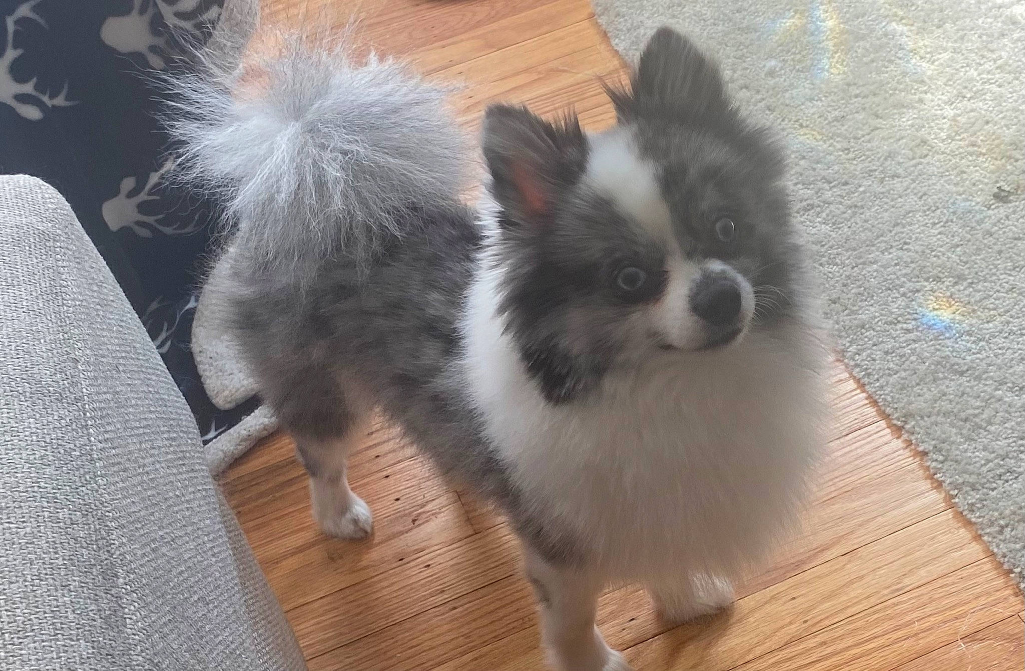 Cash is registered to the contest to win money with this photo: ancient_dog_breeds, canidae, carnivore, companion_dog, dog, dog_breed, fawn, flooring, fur, hardwood, non_sporting_group, snout, sporting_group, tail, toy_dog, volpino_italiano, whiskers, wood, working_animal, working_dog