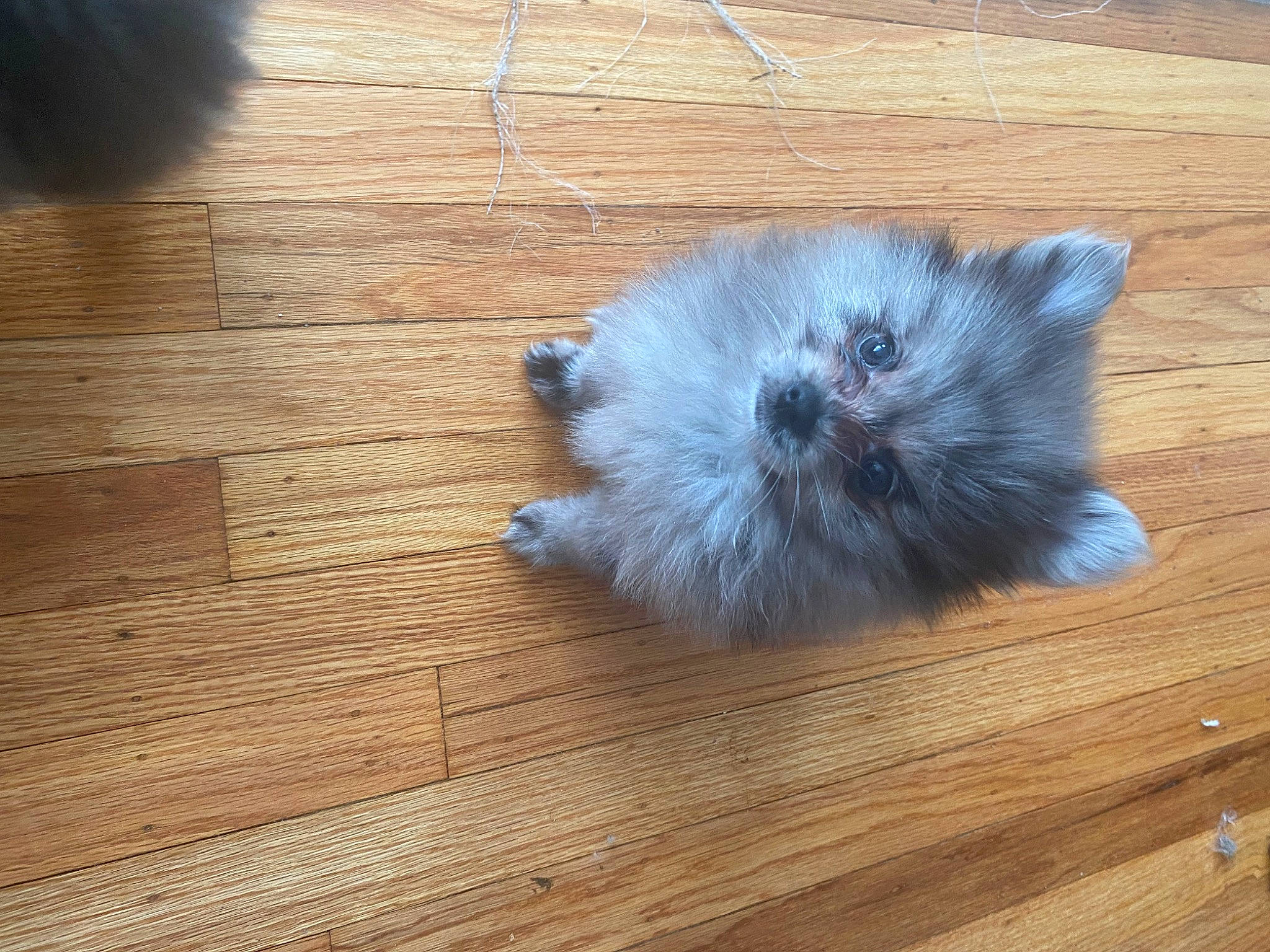 Rose joined the competition — help win amazing prizes! carnivore, cat, claw, companion_dog, electric_blue, fawn, felidae, flooring, fur, hardwood, laminate_flooring, paw, plank, small_to_medium_sized_cats, tail, varnish, whiskers, wood, wood_flooring, wood_stain