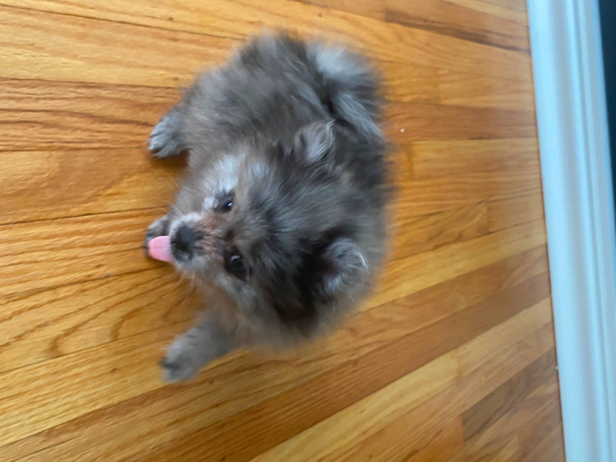 Rose joined the competition — help win amazing prizes! carnivore, companion_dog, dog, dog_breed, fawn, floor, flooring, fur, hardwood, laminate_flooring, plank, snout, sporting_group, toy_dog, varnish, whiskers, wood, wood_flooring, wood_stain, working_animal