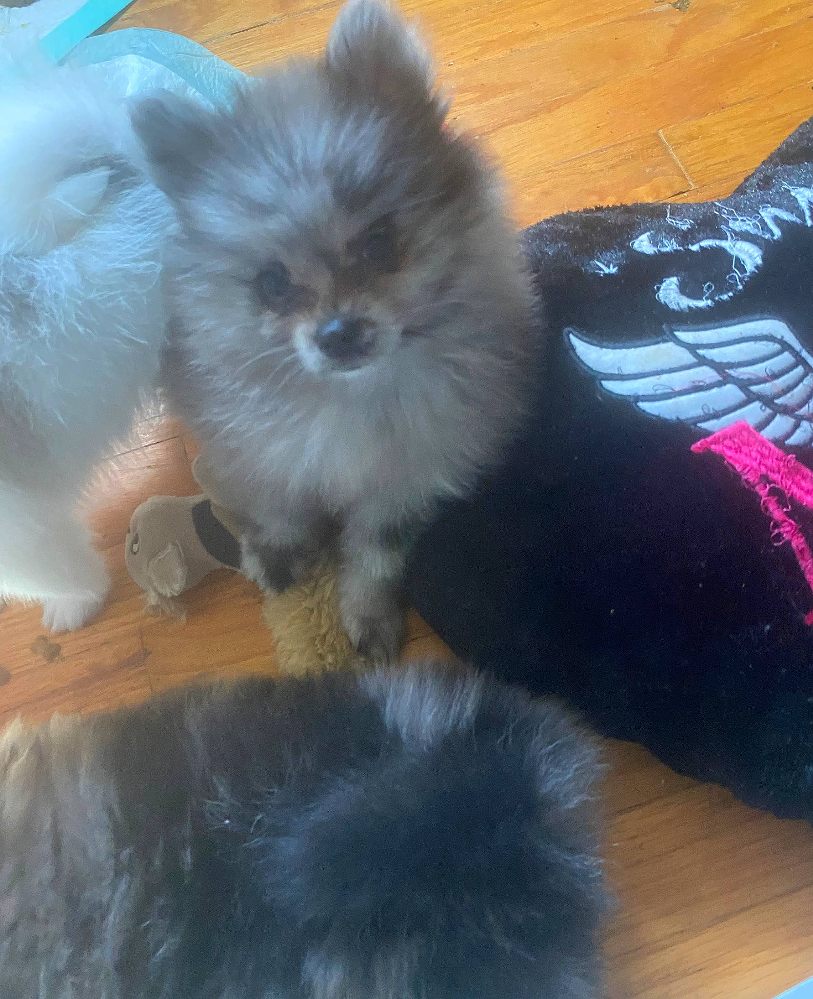 Rose is registered to the contest to win money with this photo: ancient_dog_breeds, canidae, carnivore, claw, companion_dog, dog, dog_breed, fawn, flooring, fur, hardwood, non_sporting_group, paw, snout, spitz, tail, toy_dog, whiskers, working_animal