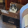 cat, cardboard_box, indoor, floor, furniture, wooden_cabinet, gray_cat, white_cat, pet, animal, curious, looking, sitting, domestic, household, cozy, box, relaxed, attentive, feline