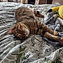 abyssinian, animal, back, bed, bedroom, blanket, bodypart, cat, couch, cushion, furniture, homedecor, indoors, kitten, linen, manx, person, pet, quilt, room