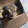 abyssinian, animal, box, cardboard, carton, cat, computer, couch, electronics, furniture, hardwood, indoors, kitten, laptop, manx, package, packagedelivery, person, pet, wood