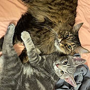 Coca is registered to the contest to win money with this photo: animal, bed, blanket, brown_cat, cat, cats, cozy, cute, ears, feline, fur, gray_cat, indoor, looking_at_camera, lying_down, pet, pillow, relaxed, tabby_cat, whiskers