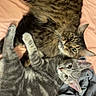 animal, bed, blanket, brown_cat, cat, cats, cozy, cute, ears, feline, fur, gray_cat, indoor, looking_at_camera, lying_down, pet, pillow, relaxed, tabby_cat, whiskers