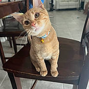 Ollie joined the competition — help win amazing prizes! cat, orange_tabby, collar, bell, chair, wooden_chair, indoor, tile_floor, curious, pet, feline, household, domestic_cat, sitting, head_tilt, whiskers, fur, window, couch, vacuum_cleaner