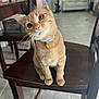 bell, cat, chair, collar, couch, curious, domestic_cat, feline, fur, head_tilt, household, indoor, orange_tabby, pet, sitting, tile_floor, vacuum_cleaner, whiskers, window, wooden_chair