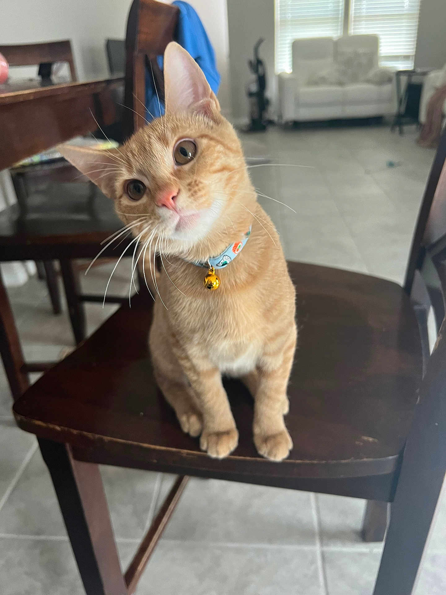 Ollie