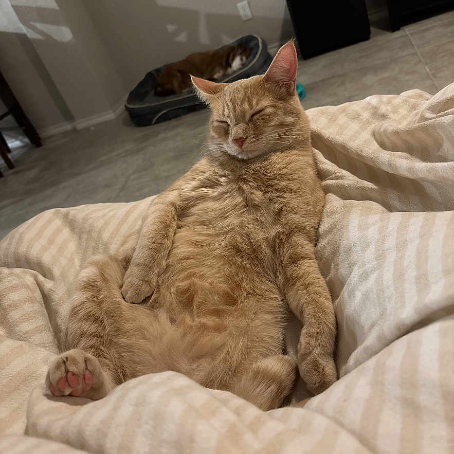 Rusty joined the competition — help win amazing prizes! animal, bed, blanket, cat, comfort, cozy, cute, dog, floor, fur, home, indoor, mammal, peaceful, pet, relaxed, resting, sleeping, striped, tile