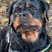 Ulyan A a rejoint le concours — aidez-le/la à gagner de superbes lots ! animal, black, brown, canine, closeup, dog, ears, forest_floor, fur, harness, leaves, muddy, nature, outdoor, pet, portrait, rocks, rottweiler, snout, wet