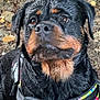 animal, black, brown, canine, closeup, dog, ears, forest_floor, fur, harness, leaves, muddy, nature, outdoor, pet, portrait, rocks, rottweiler, snout, wet