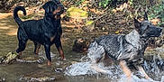 Ulyan A a rejoint le concours — aidez-le/la à gagner de superbes lots ! animal, canine, creek, dog, forest, greenery, motion, nature, outdoor, pets, playing, river, rocks, splashes, summer, sunlight, trees, water, wet, wildlife