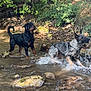 animal, canine, creek, dog, forest, greenery, motion, nature, outdoor, pets, playing, river, rocks, splashes, summer, sunlight, trees, water, wet, wildlife