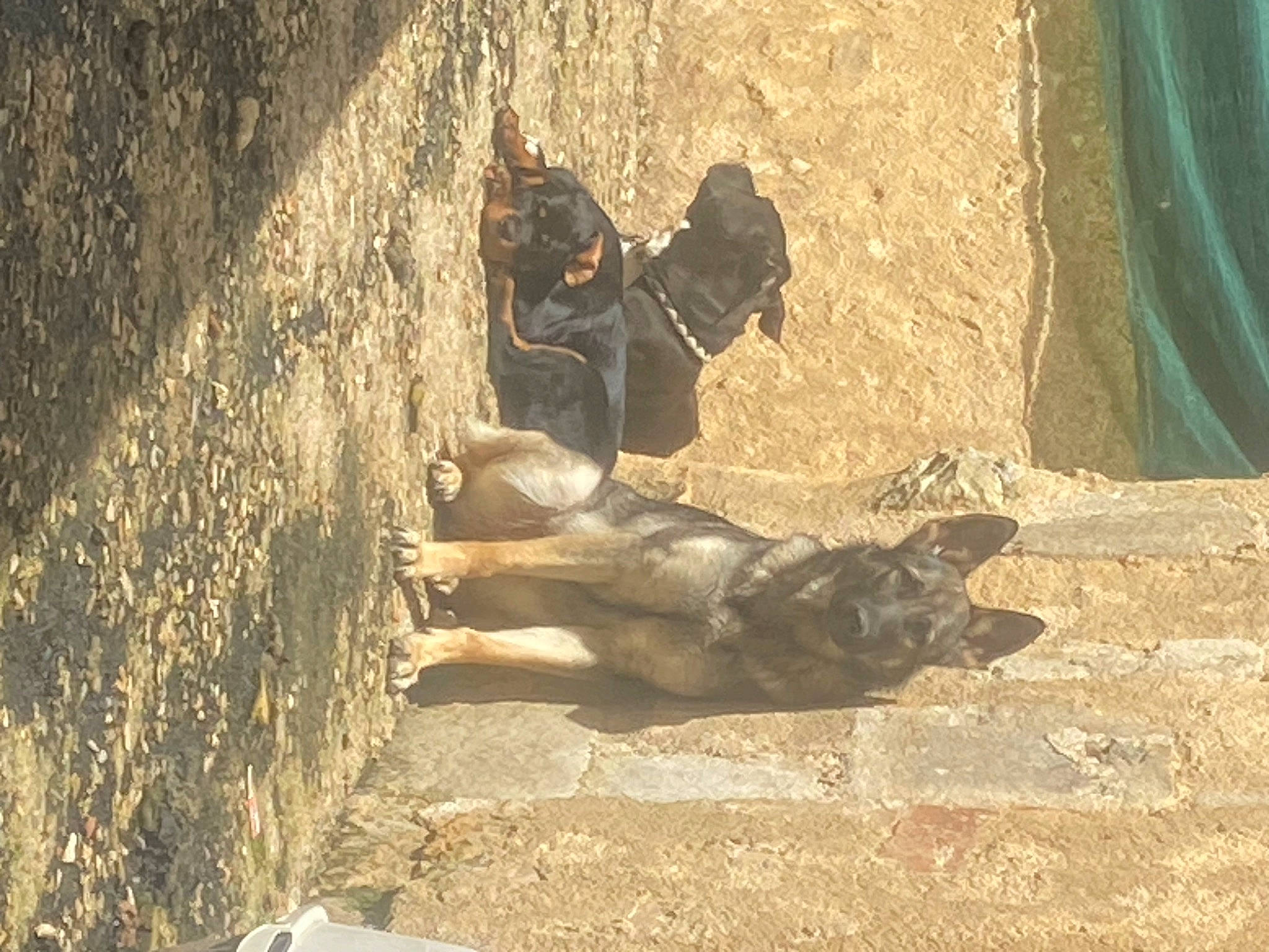 Taïga a rejoint le concours — aidez-le/la à gagner de superbes lots ! art, bovine, canidae, concrete, fawn, horn, landscape, pack_animal, recreation, shadow, snout, soil, sporting_group, tail, terrestrial_animal, trunk, window, wood, working_animal, wrinkle