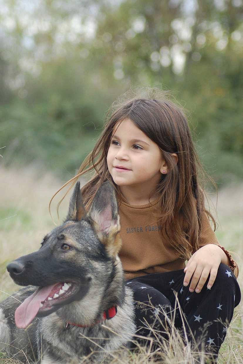 Taïga a rejoint le concours — aidez-le/la à gagner de superbes lots ! brown_hair, canis, carnivore, companion_dog, dog, dog_breed, fawn, flash_photography, fun, fur, grass, guard_dog, happy, people_in_nature, photo_shoot, plant, portrait_photography, sitting, sporting_group, working_dog