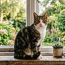animal, books, cat, cozy, daylight, domestic, flowers, garden, greenery, home_decor, indoor, nature, pet, plants, still_life, succulent, tabby_cat, window, windowsill, wood