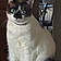 Mr. Cat