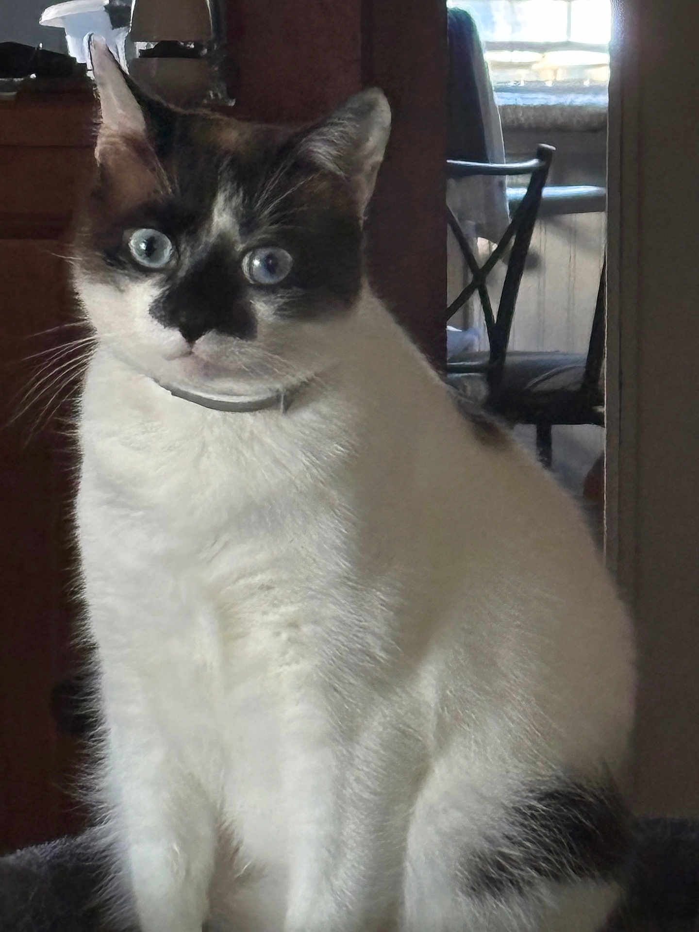 Mr. Cat
