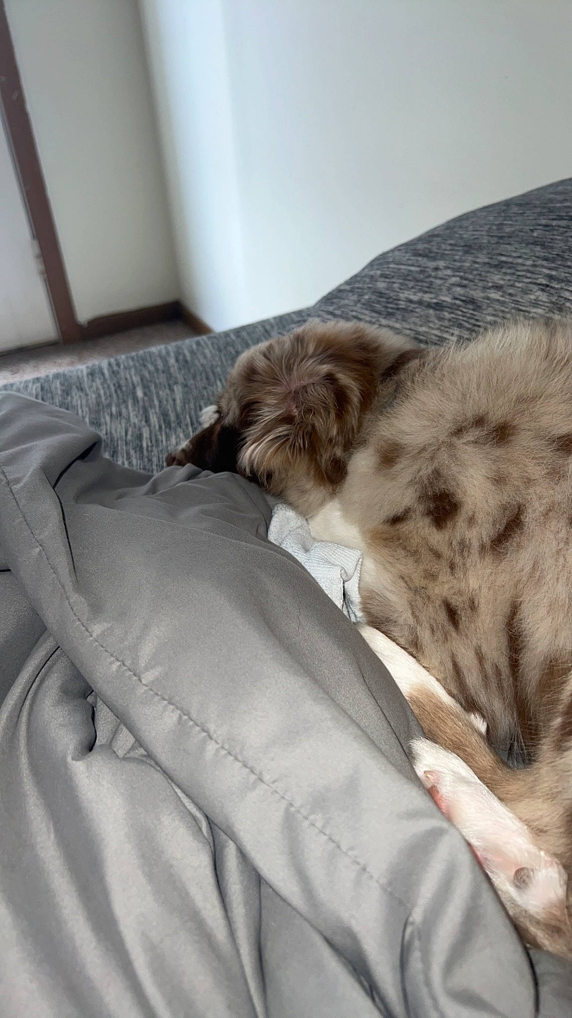 Bandit joined the competition — help win amazing prizes! bed, bed_sheet, bedding, carnivore, comfort, companion_dog, couch, dog, dog_breed, duvet, fawn, felidae, fur, linens, liver, nap, small_to_medium_sized_cats, sporting_group, tail, whiskers