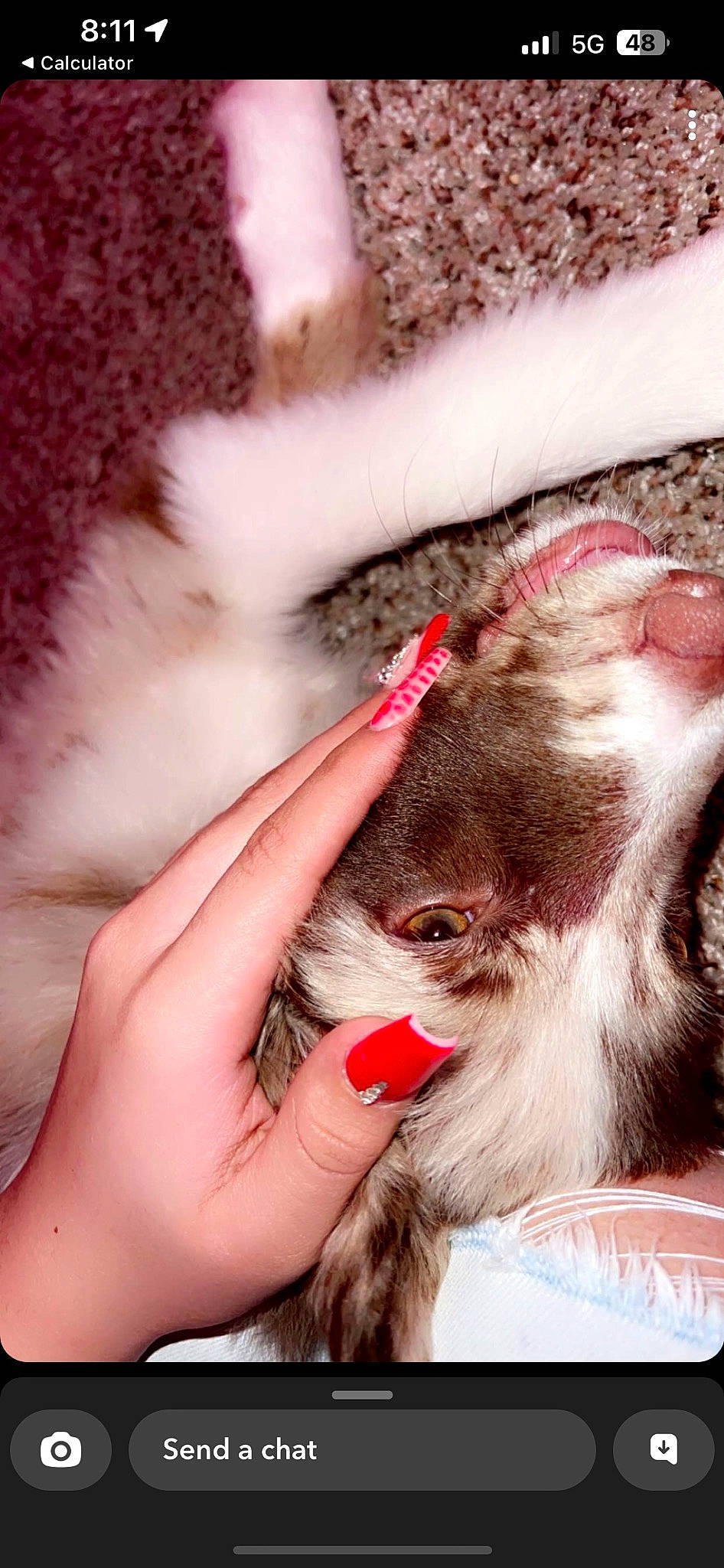 Bandit is registered to the contest to win money with this photo: canidae, carnivore, cat, claw, companion_dog, ear, fawn, felidae, finger, fur, gesture, human_leg, nail, paw, rodent, small_to_medium_sized_cats, snout, tail, vertebrate, whiskers