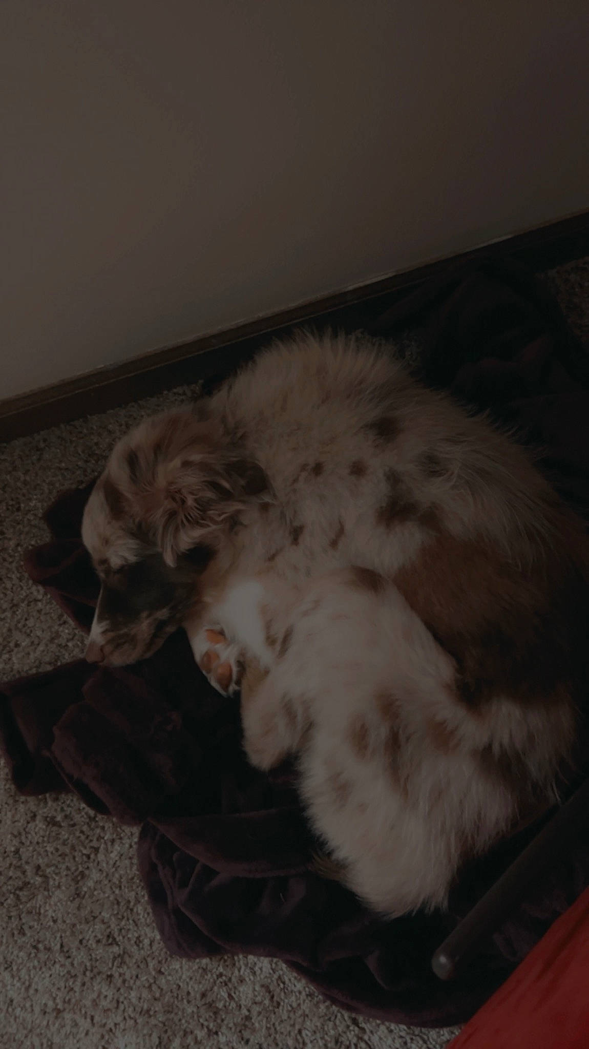 Bandit is registered to the contest to win money with this photo: canidae, carnivore, cat, comfort, companion_dog, dog_breed, domestic_short_haired_cat, fawn, felidae, fur, hardwood, nap, paw, small_to_medium_sized_cats, snout, sporting_group, tail, terrestrial_animal, whiskers