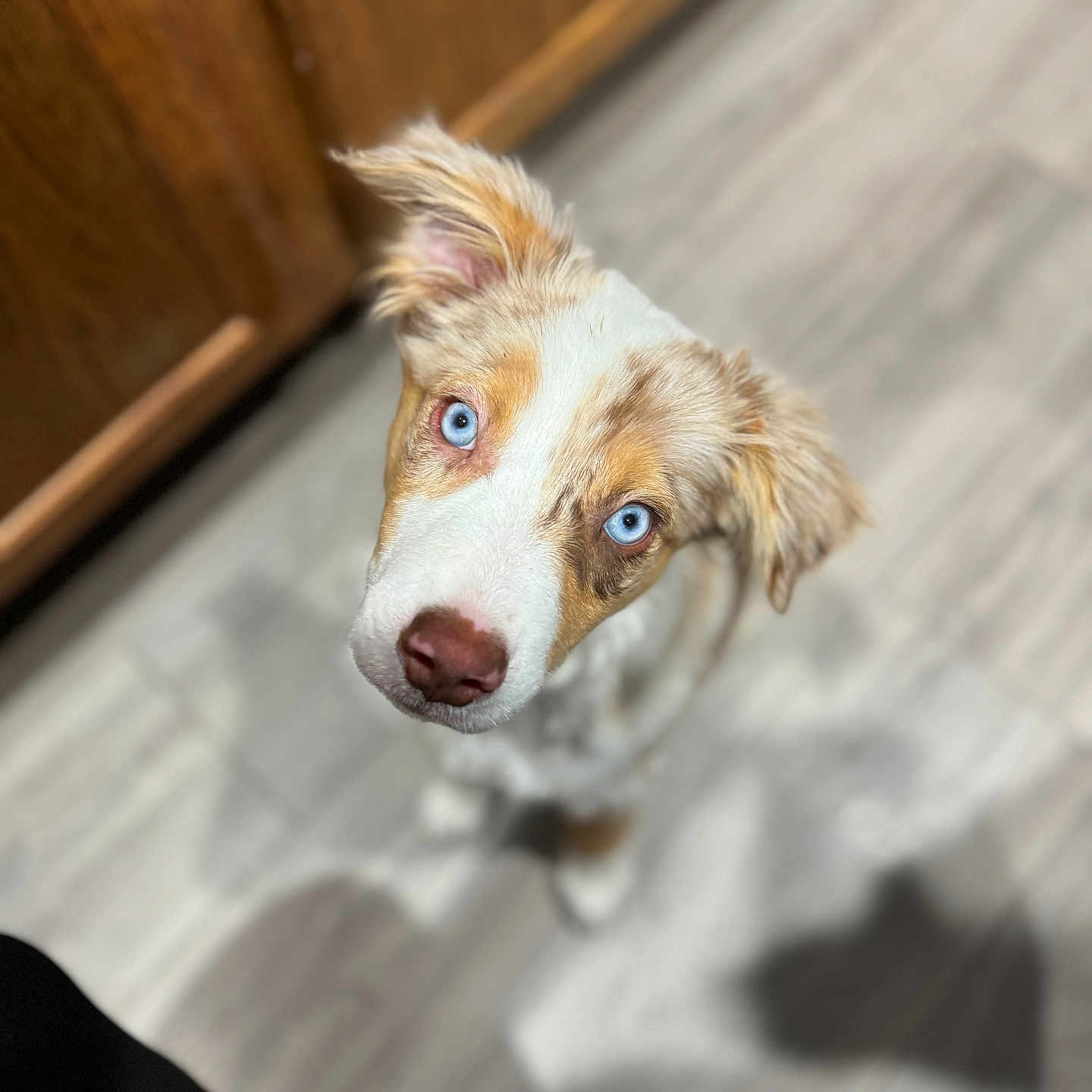 Oakley joined the competition — help win amazing prizes! accessories, animal, beagle, canine, cockerspaniel, collie, dog, goldenretriever, hardwood, hound, husky, papillon, pet, plywood, pointer, poodle, puppy, strap, terrier, wood